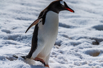 Close-up of a Gentoo Penguin -Pygoscelis papua- walking in a snowy landscape of Trinity Island, on the Antarctic Peninsula