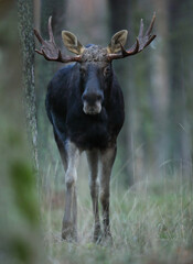 Łoś (Alces alces) moose © Bartosz Rakoczy