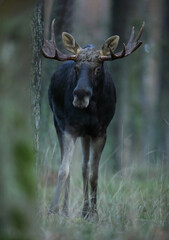 Łoś (Alces alces) moose © Bartosz Rakoczy