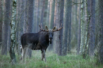 Łoś (Alces alces) moose © Bartosz Rakoczy