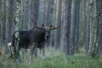Łoś (Alces alces) moose © Bartosz Rakoczy