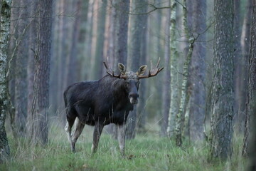 Łoś (Alces alces) moose © Bartosz Rakoczy