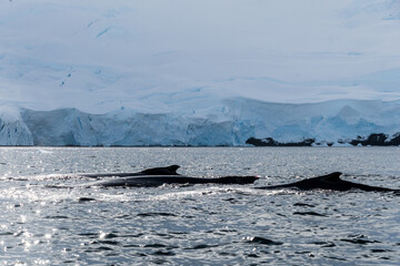 Fototapeta premium Close-up of the back of a diving humpback whale -Megaptera novaeangliae- including the dorsal fin and blow hole. Image taken in the Graham passage, near trinity island, in the Antarctic peninsula.