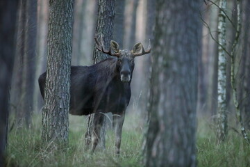 Łoś (Alces alces) moose © Bartosz Rakoczy