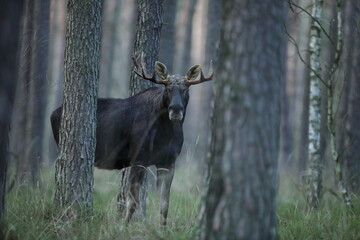 Łoś (Alces alces) moose © Bartosz Rakoczy