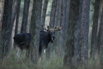 Łoś (Alces alces) moose