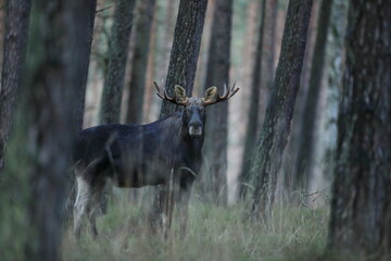 Łoś (Alces alces) moose © Bartosz Rakoczy