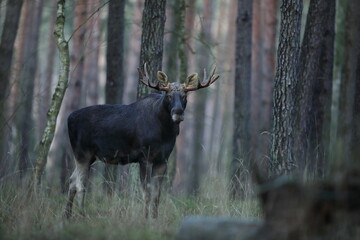Łoś (Alces alces) moose