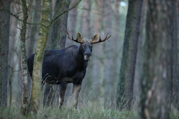 Łoś (Alces alces) moose