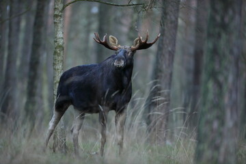 Łoś (Alces alces) moose © Bartosz Rakoczy