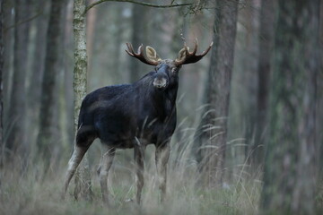 Łoś (Alces alces) moose © Bartosz Rakoczy
