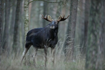 Łoś (Alces alces) moose © Bartosz Rakoczy