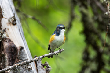 Close-up of a Red-flanked bluetail singing in a summertime old-growth forest near Kuusamo, Northern Finland