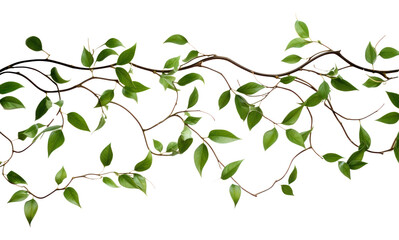 Fototapeta premium PNG Vine plant leaf vine.
