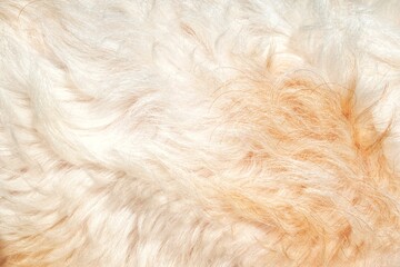 texture of fur