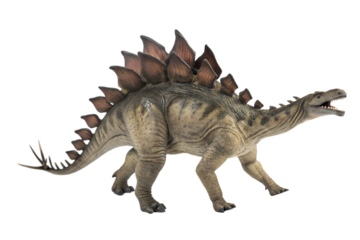 Stegosaurus Dinosaur on white background .