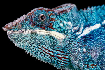 Panther chameleon (Furcifer pardalis) male