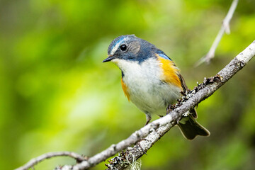 Close-up of a colorful Red-flanked bluetail perched in a summertime old-growth forest near Kuusamo, Northern Finland	