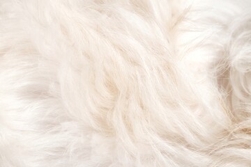 Fototapeta premium Animal Fur Backdrop Background Texture