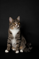 striped young kitten plays on black background
