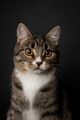 striped young kitten plays on black background