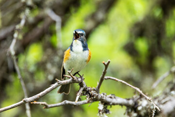 Close-up of a Red-flanked bluetail singing in a summertime old-growth forest near Kuusamo, Northern Finland