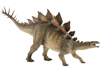 Fototapeta premium Stegosaurus Dinosaur on white background .