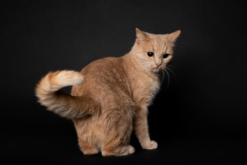Fototapeta premium ginger young cute cat portrait on a black background