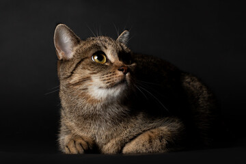 striped young kitten plays on black background