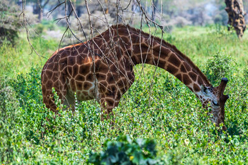 Close-up of Rothchild Giraffe - Giraffa camelopardalis camelopardalis- feeding in the bushes in...