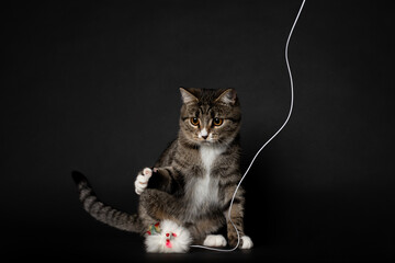 striped young kitten plays on black background