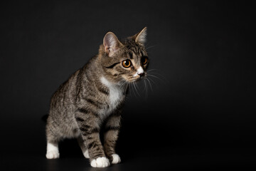 striped young kitten plays on black background