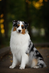 australian shepherd young dog portrait in colorful green park with wooden walkway