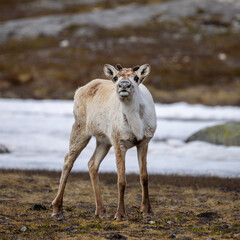 Reindeer looking at me in the mountain