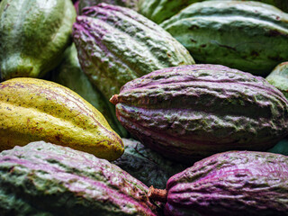 Unripe green cacao pod or raw cocoa fruit background
