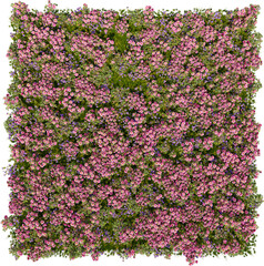Obraz premium pink flowers on a meadow grass hq arch viz cutout plants patch