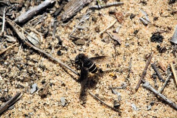 Banded Bee Fly (Villini), South Australia