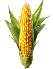 Corn Ear Isolated on White Background Full Depth of FieldPNG file