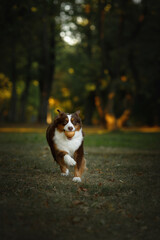 australian shepherd young dog portrait in colorful green park running with yellow ball
