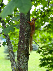 Squirrel is climbing up a tree