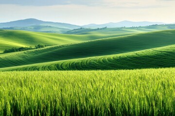 Obraz premium Serene Rolling Green Hills Spring Wheat Field Countryside Landscape