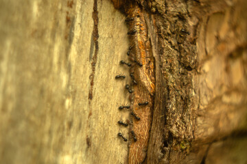 the texture of wood and tree bark, wood background