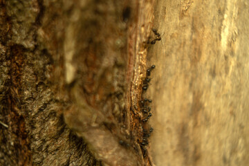 the texture of wood and tree bark, wood background