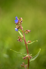 beautiful flowers in the garden