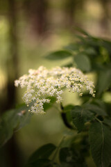 beautiful flowers in the garden