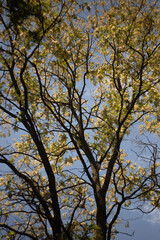 beautiful spring flowers on a tree