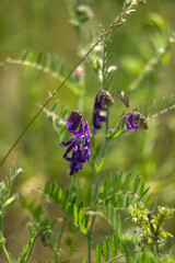 a selective focus shot of a beautiful purple butterfly in the forest