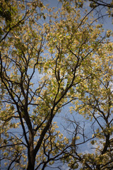 beautiful spring flowers on a tree