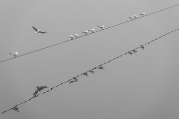 flock of seagulls standing on a line with a flying seagull. Black and white photo.
