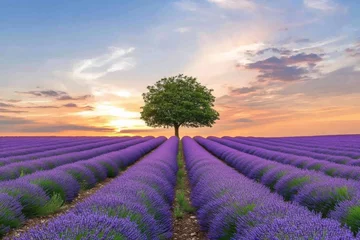 Fototapete A breathtaking landscape featuring rows of blooming lavender stretching toward the horizon © khalid_spk
